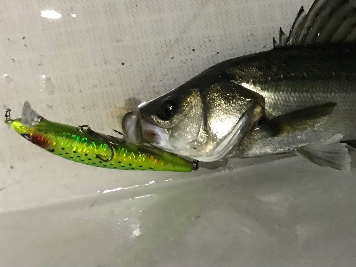 kan777(江戸前)さんの釣果 3枚目の画像