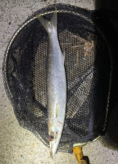 アカカマスの釣果