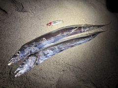 タチウオの釣果