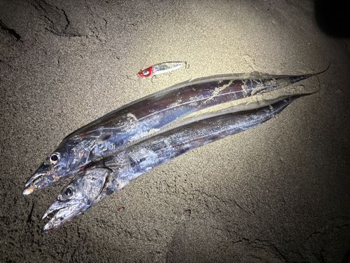 タチウオの釣果