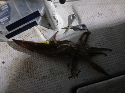 イカの釣果
