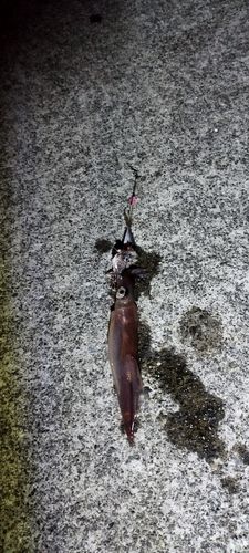 ヤリイカの釣果