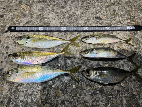 アジの釣果