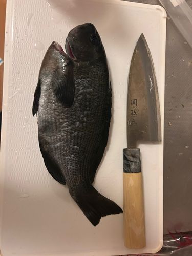 メジナの釣果