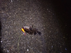 クロソイの釣果