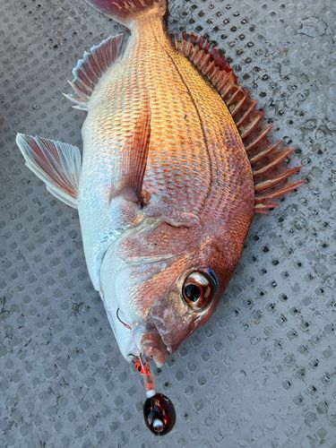マダイの釣果