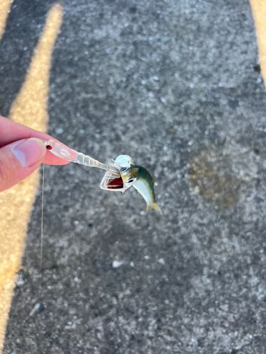 カタクチイワシの釣果