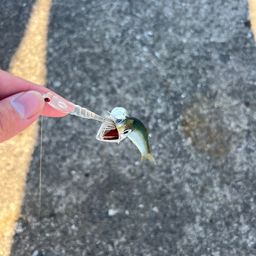 カタクチイワシ