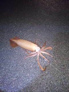 イカの釣果