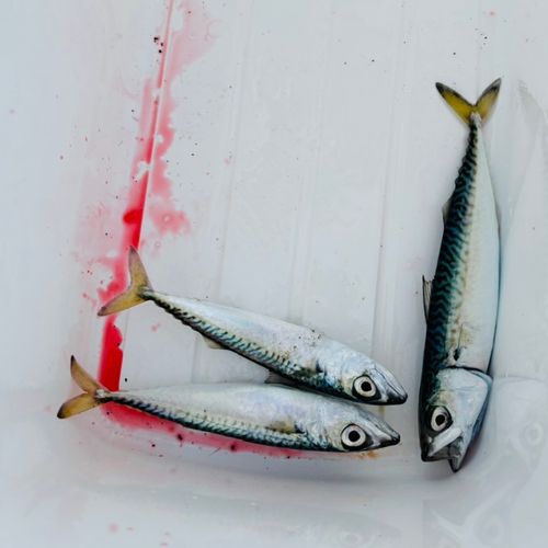 サバの釣果