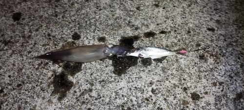 ヤリイカの釣果