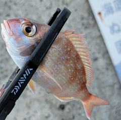 チャリコの釣果