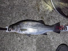 フッコ（ヒラスズキ）の釣果