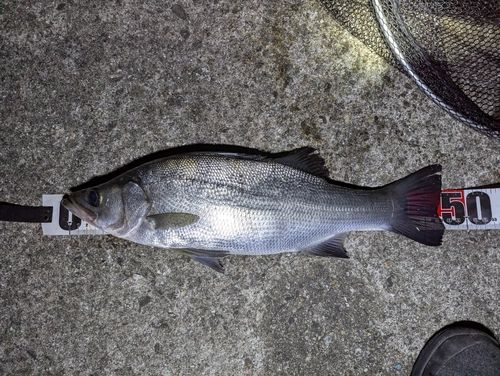 フッコ（ヒラスズキ）の釣果