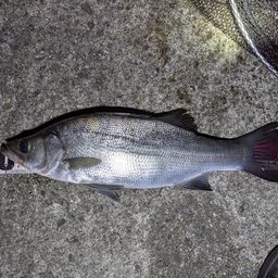 フッコ（ヒラスズキ）