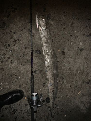 タチウオの釣果