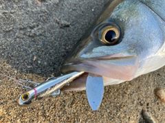 セイゴ（マルスズキ）の釣果