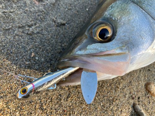 セイゴ（マルスズキ）の釣果