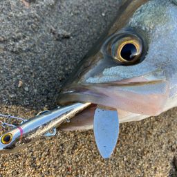 セイゴ（マルスズキ）