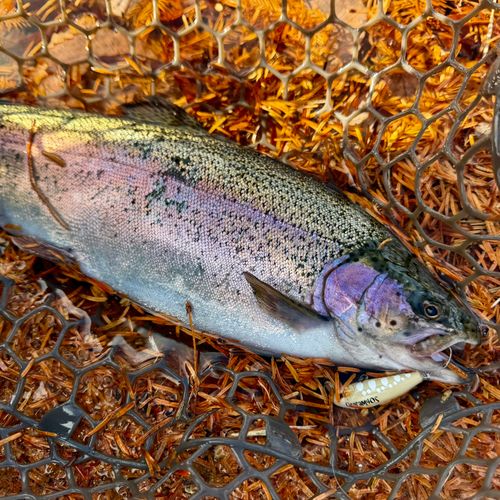 ニジマスの釣果