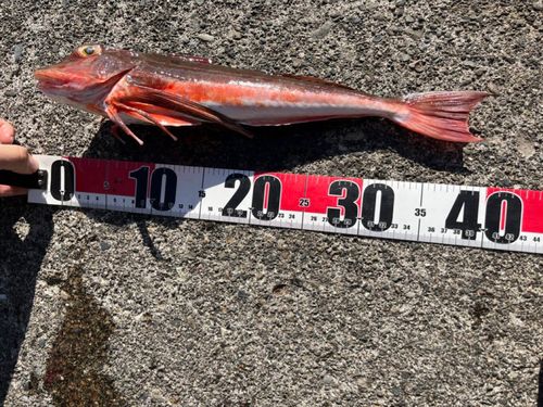 ホウボウの釣果