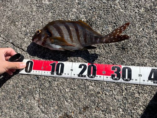 タカノハダイの釣果