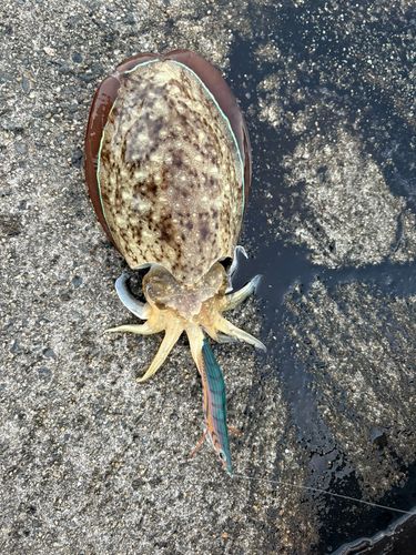 コウイカの釣果