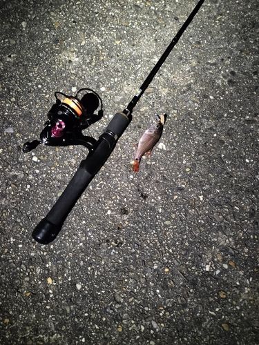 ネンブツダイの釣果