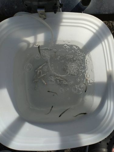 カタクチイワシの釣果