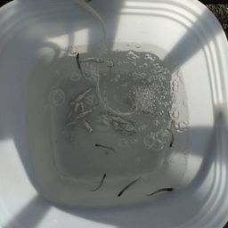 カタクチイワシ