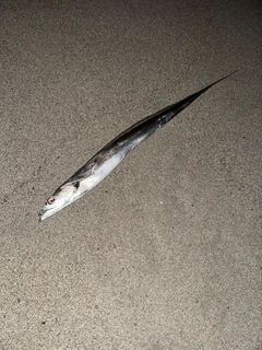 タチウオの釣果