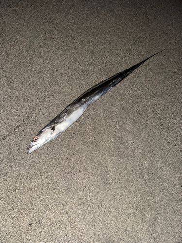 タチウオの釣果