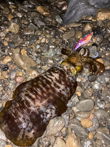 アオリイカの釣果