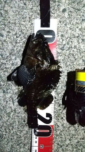 ムラソイの釣果