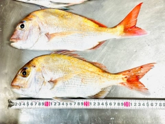 マダイの釣果