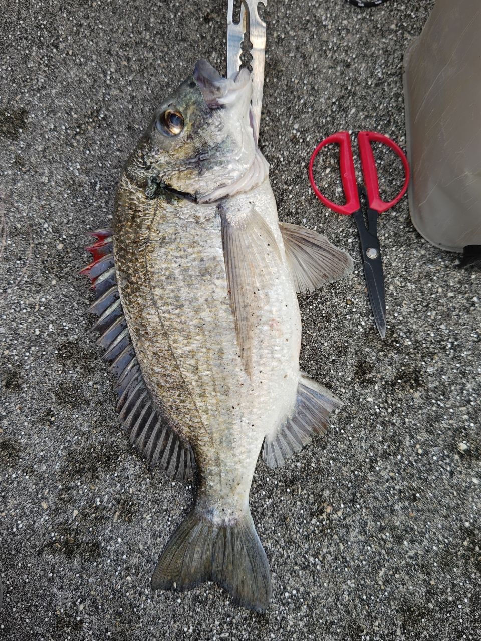 ミナミクロダイ