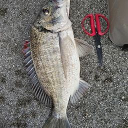 ミナミクロダイ