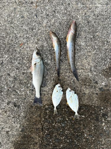 ハゼの釣果