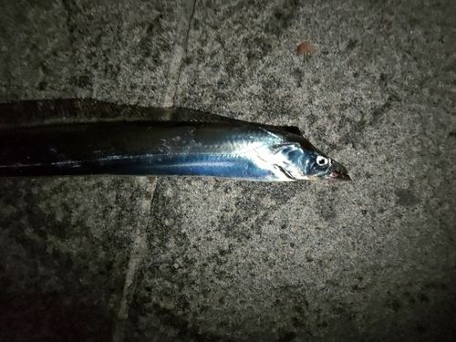 タチウオの釣果