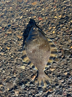 カワガレイの釣果