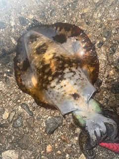 アオリイカの釣果