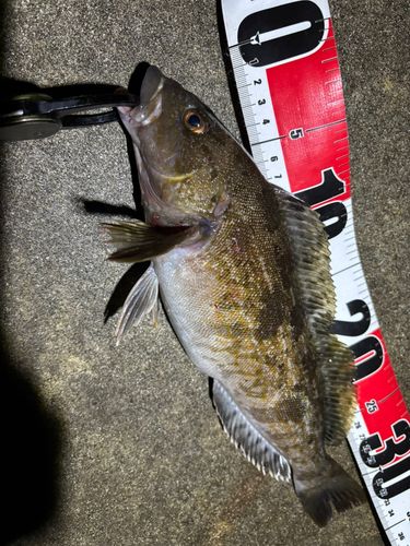 アイナメの釣果