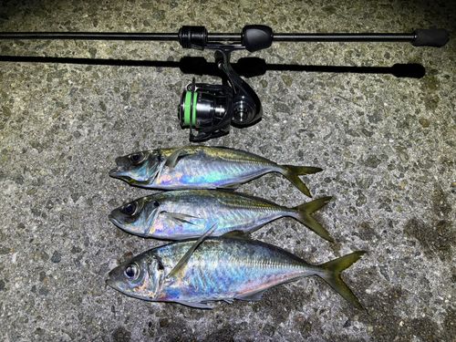 アジの釣果