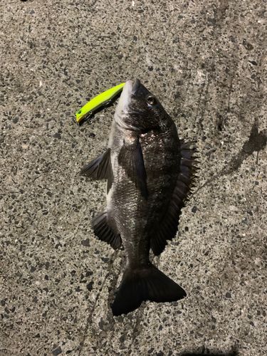 チヌの釣果