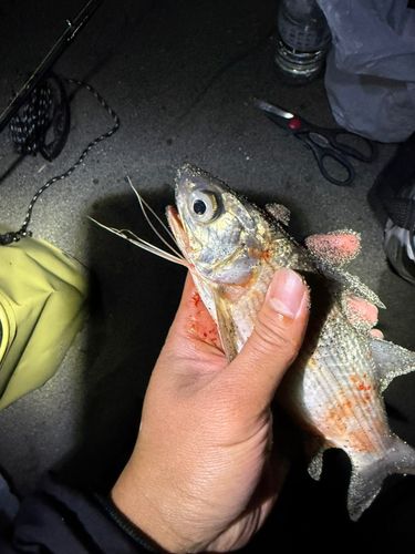 ツバメコノシロの釣果