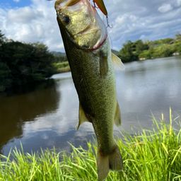 ラージマウスバス