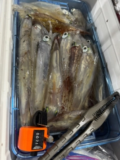 ヤリイカの釣果