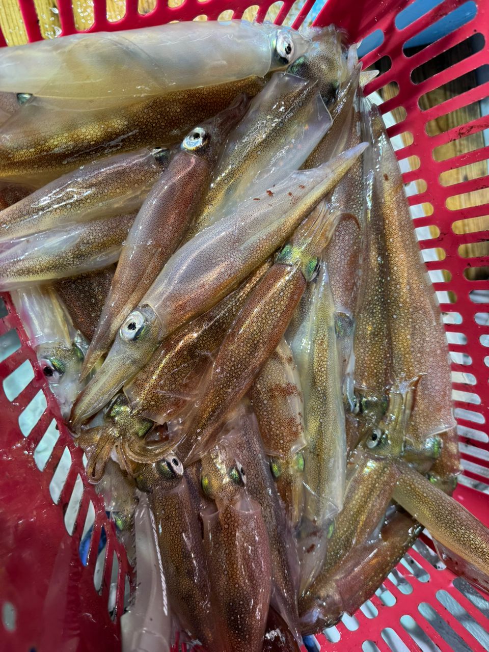 ronaさんの釣果 2枚目の画像