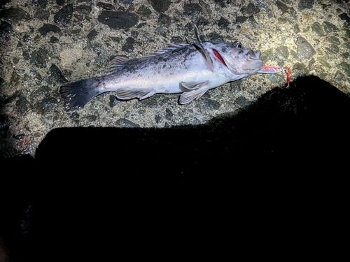 クロソイの釣果