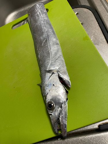 タチウオの釣果